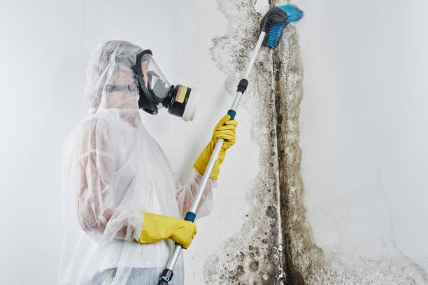 Best Emergency Mold Remediation in Diablo Grande, CA